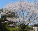 庭の満開の桜